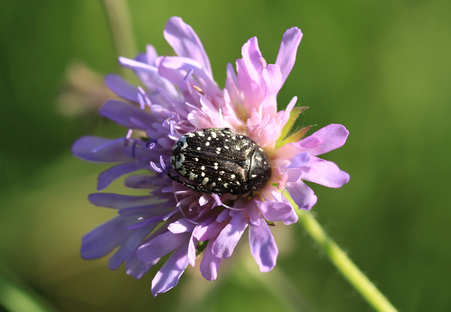 Oxythyrea funesta - sokpettyes virágbogár