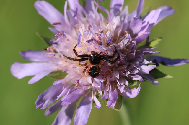 Synema globosum/ornatum