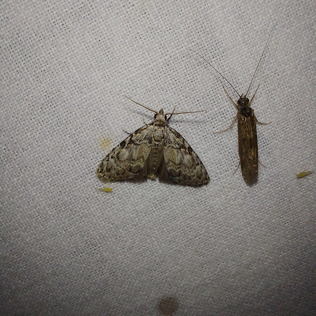 Meganola strigula - hamvas pamacsosszövő
