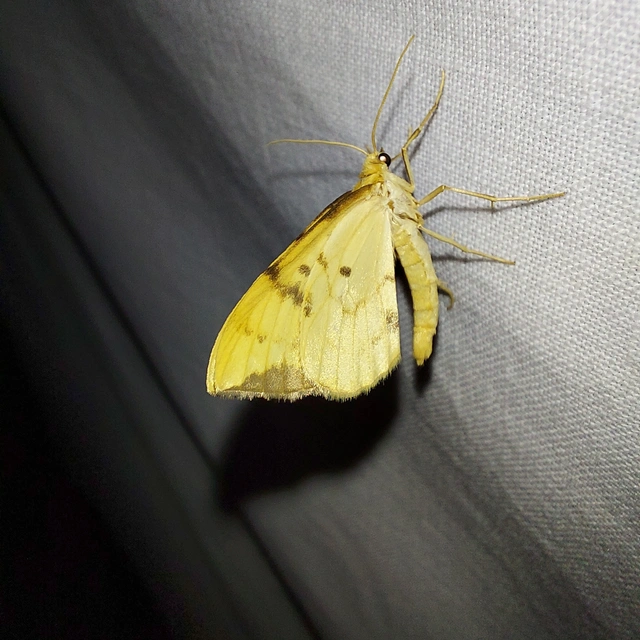 Eulithis pyraliata - sárga galajaraszoló