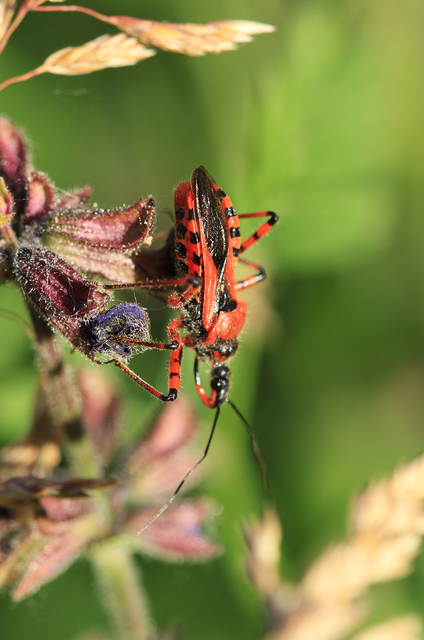 Rhynocoris iracundus - közönséges gyilkospoloska