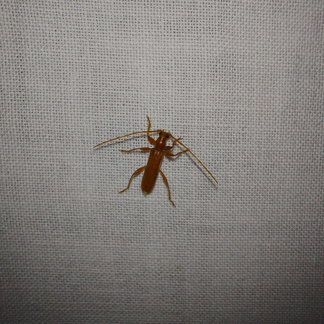 Axinopalpis gracilis - kecses selymescincér