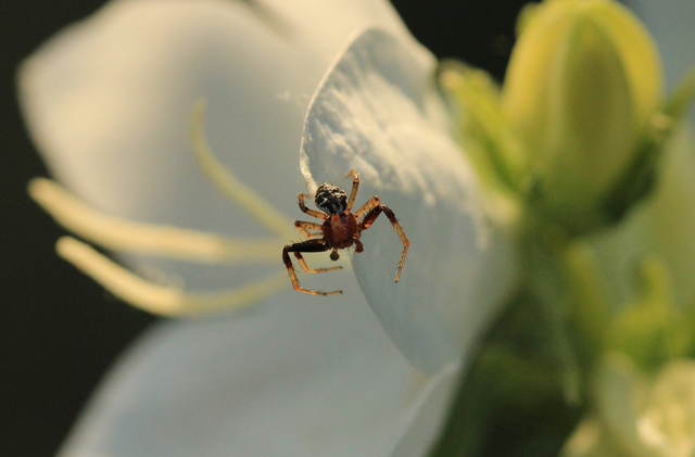 Xysticus