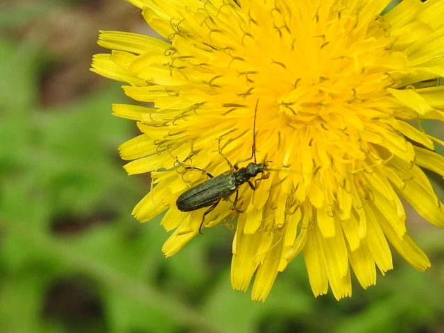 Oedemera