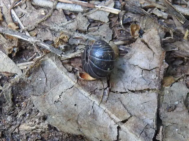 Isopoda - Ászkarákok