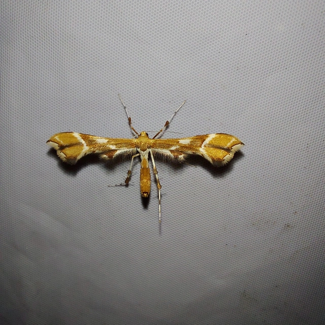 Cnaemidophorus rhododactyla - rózsabogyó-tollasmoly