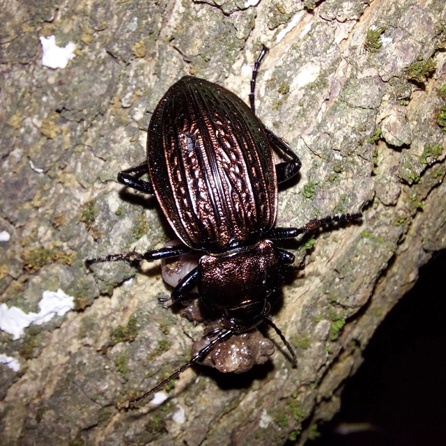 Carabus ulrichii - rezes futrinka Carabus ulrichii - rezes futrinka