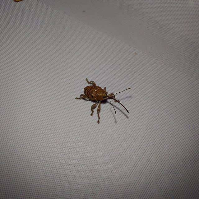 Curculio glandium - tölgymakkzsuzsóka