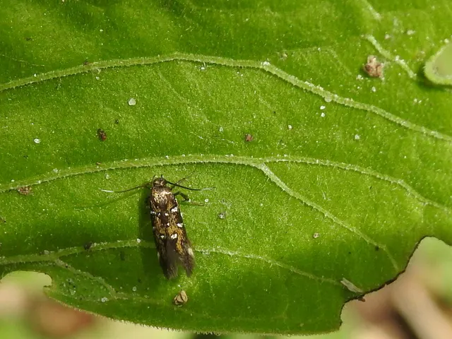 Pancalia leuwenhoekella - feketecsápú ibolyamoly
