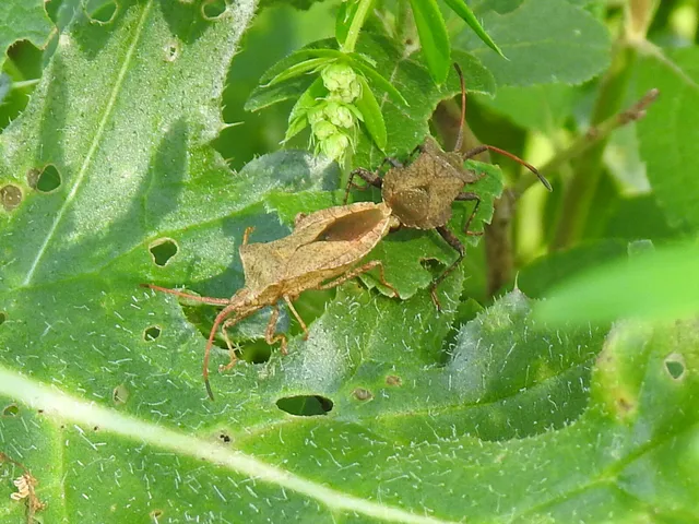 Coreus marginatus - közönséges karimáspoloska