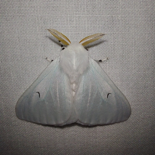 Arctornis l-nigrum - L-betűs gyapjaslepke
