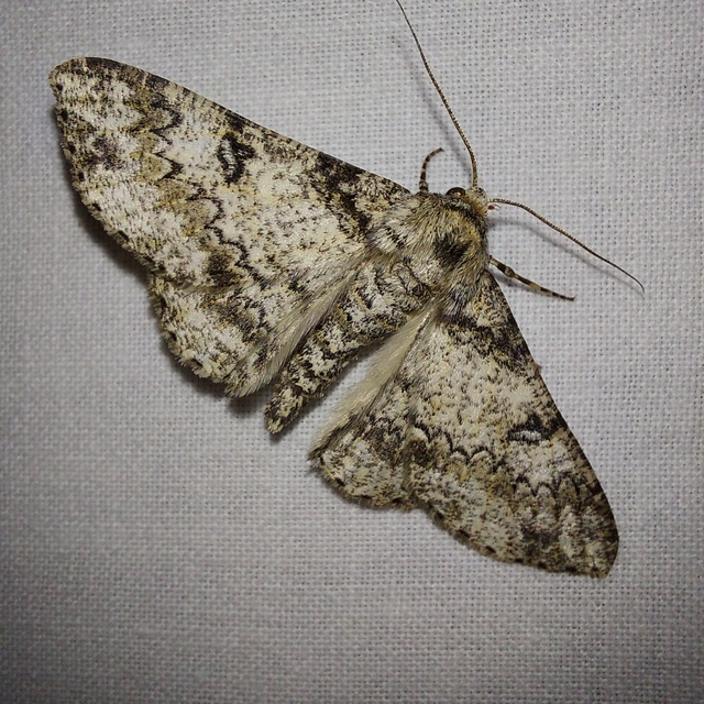 Ascotis selenaria - holdas faaraszoló
