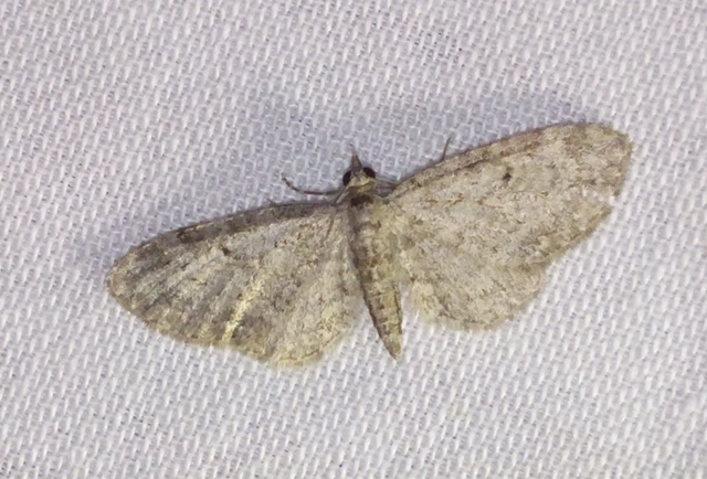 Eupithecia tenuiata - sötétszegélyű törpearaszoló