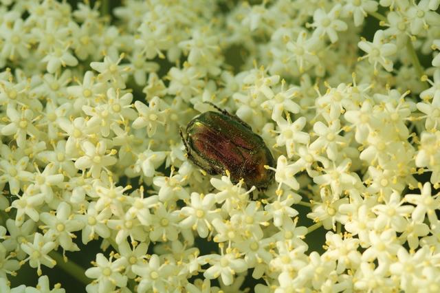 Cetonia aurata - aranyos virágbogár