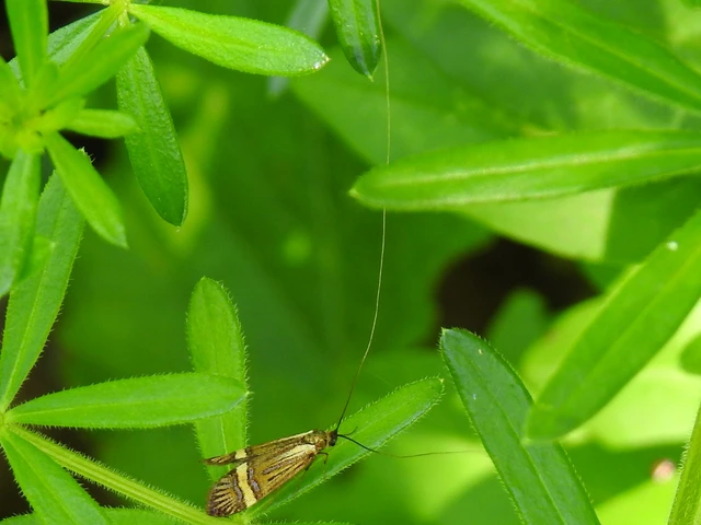 Nemophora degeerella - pompás tőrösmoly
