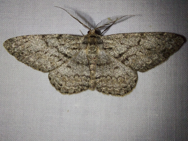 Hypomecis roboraria - nagy tölgyfaaraszoló