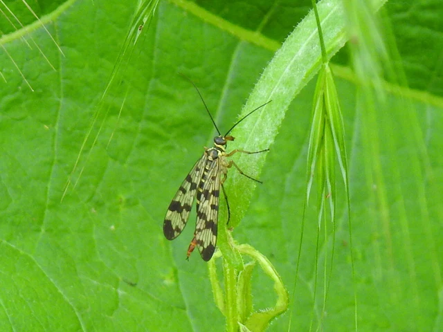 Panorpa communis/vulgaris