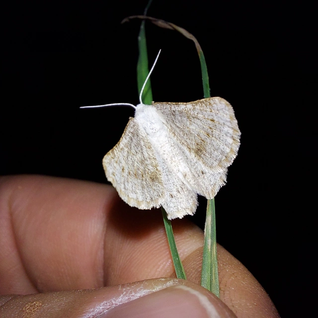 Dyscia conspersaria - sziklaüröm-araszoló
