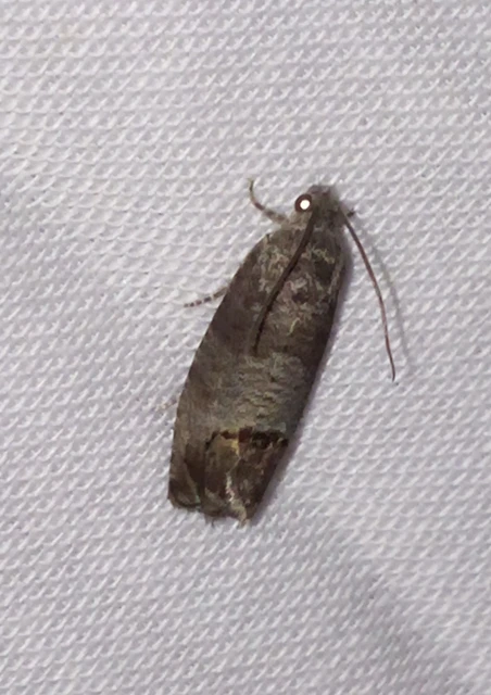 Cydia pomonella - almamoly