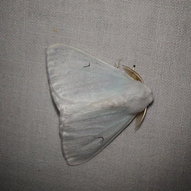 Arctornis l-nigrum - L-betűs gyapjaslepke
