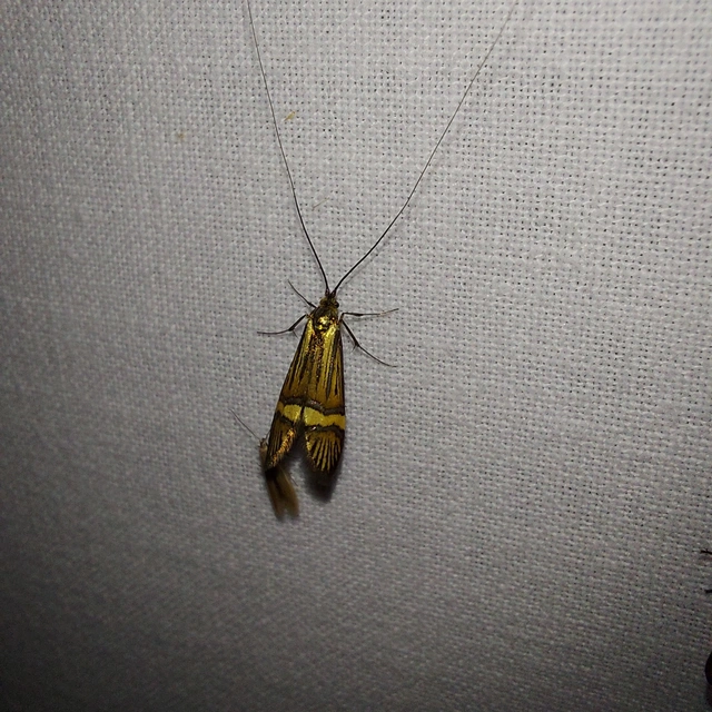 Nemophora degeerella - pompás tőrösmoly