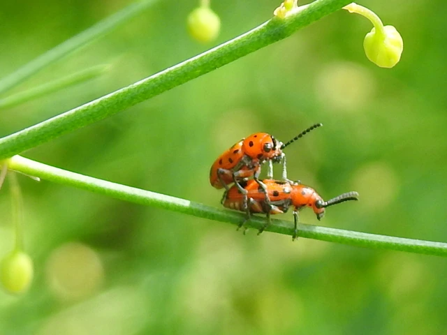 Crioceris quatuordecimpunctata - tizennégypontos spárgabogár