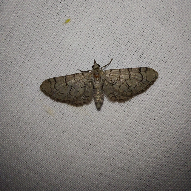 Eupithecia silenicolata - habszegfű-törpearaszoló