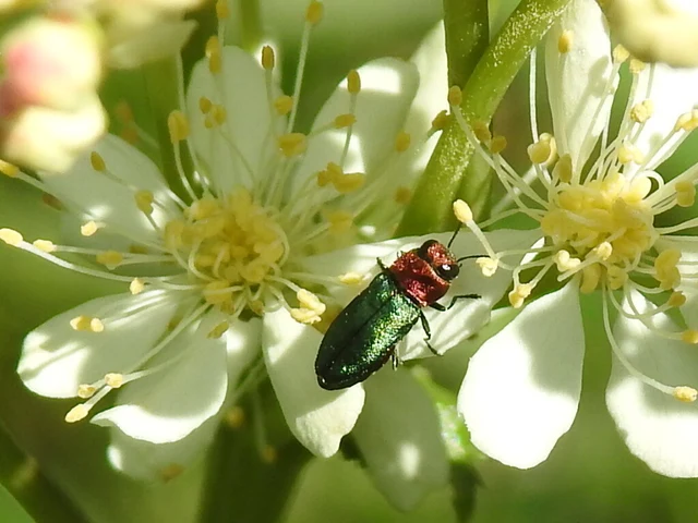 Anthaxia nitidula - ragyogó virágdíszbogár