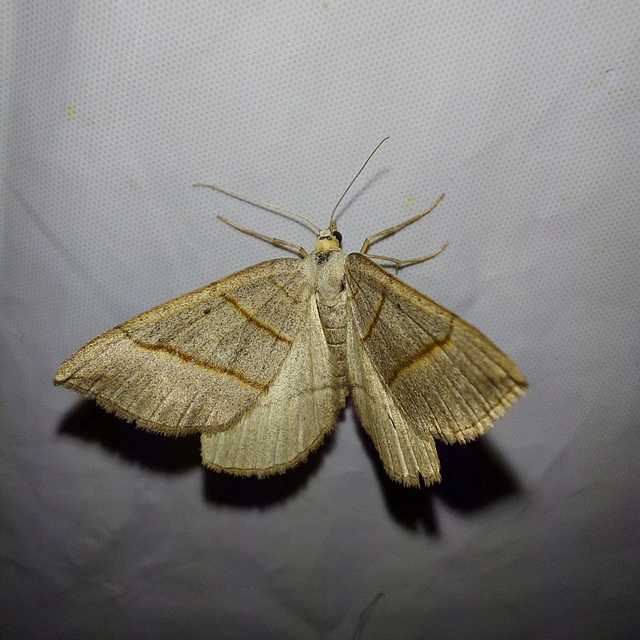 Scotopteryx mucronata/luridata/ignorata