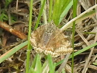 Euclidia glyphica - közönséges nappalibagoly