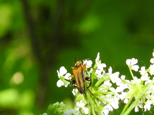 Oedemera podagrariae - székfű-álcincér