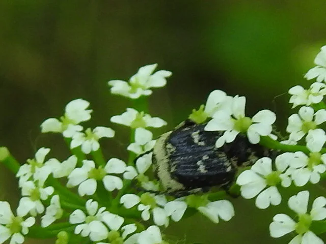 Valgus hemipterus - suta virágbogár