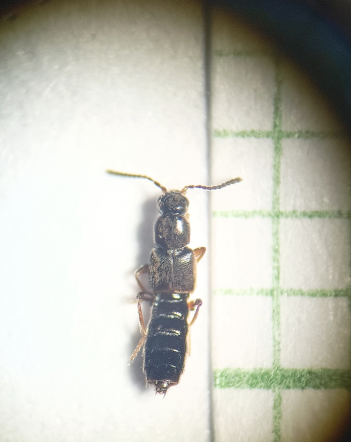 Ischnopoda umbratica - bronzfényű cingárholyva