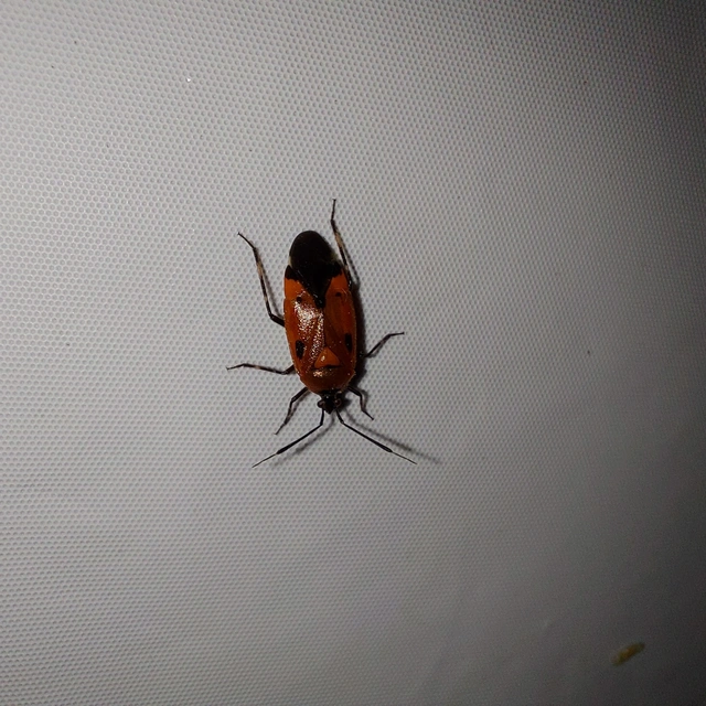 Deraeocoris trifasciatus - nagy mezeipoloska