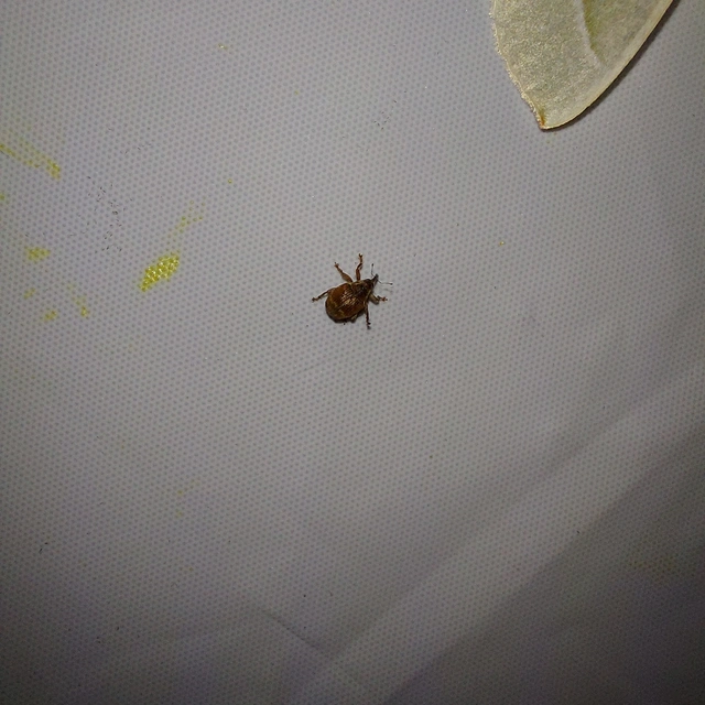 Coeliodes