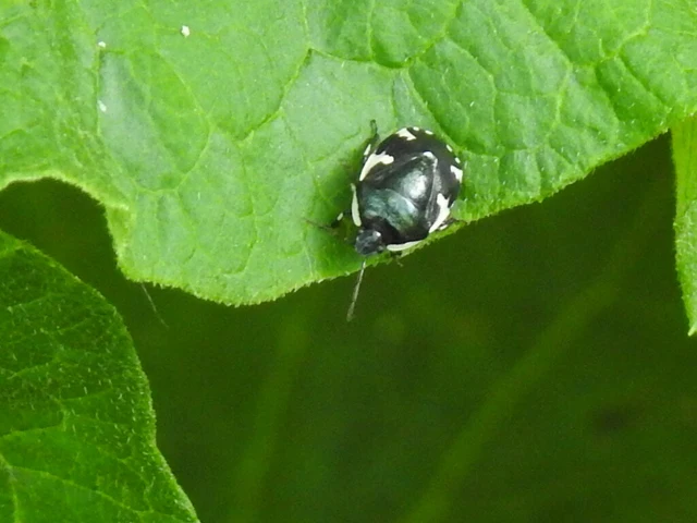 Tritomegas sexmaculatus - hatfoltos földipoloska
