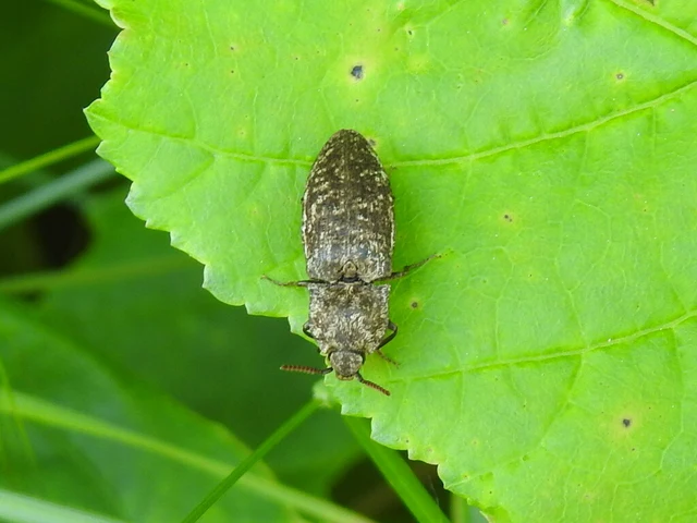 Agrypnus murinus - egérszínű pikkelyespattanó