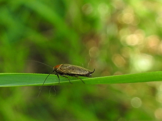 Blattodea - Csótányok