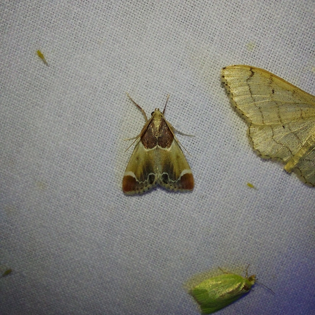 Pyralis farinalis - lisztilonca