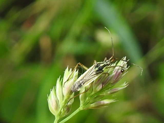 Leptopterna dolabrata - közönséges mezeipoloska