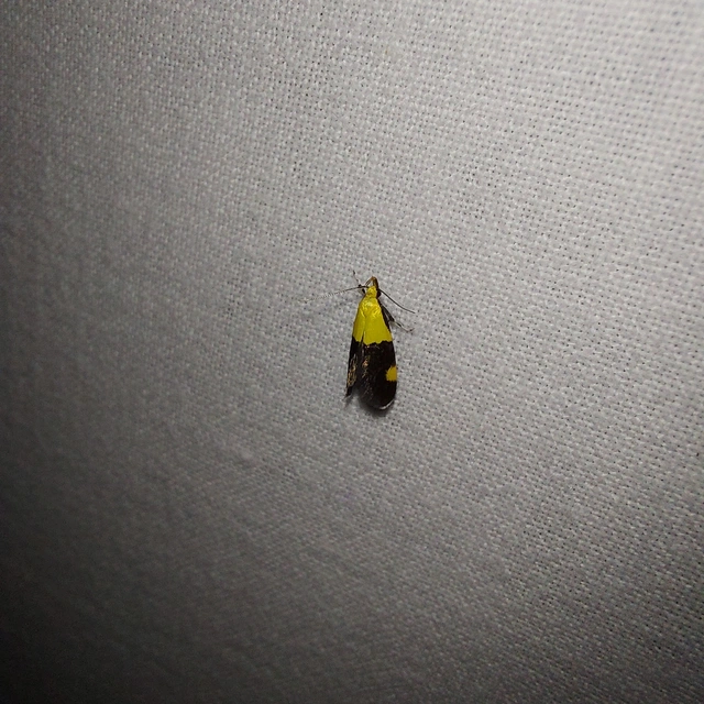 Oecophora bractella - kis díszmoly