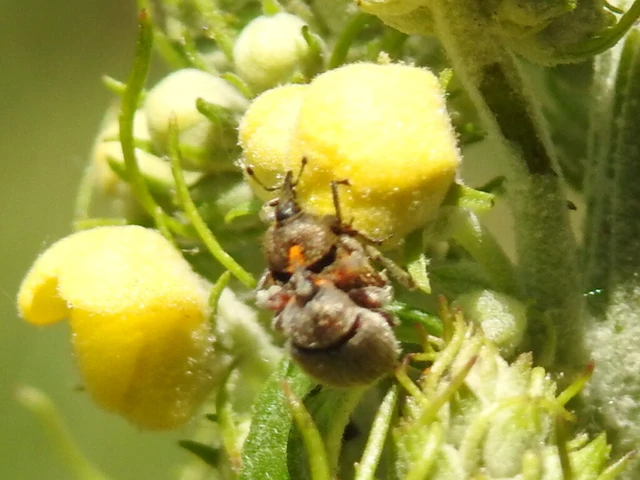 Rhinusa tetra - magtoklakó ökörfarkkóró-ormányos