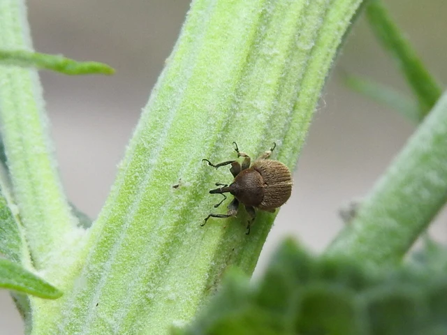 Rhinusa tetra - magtoklakó ökörfarkkóró-ormányos
