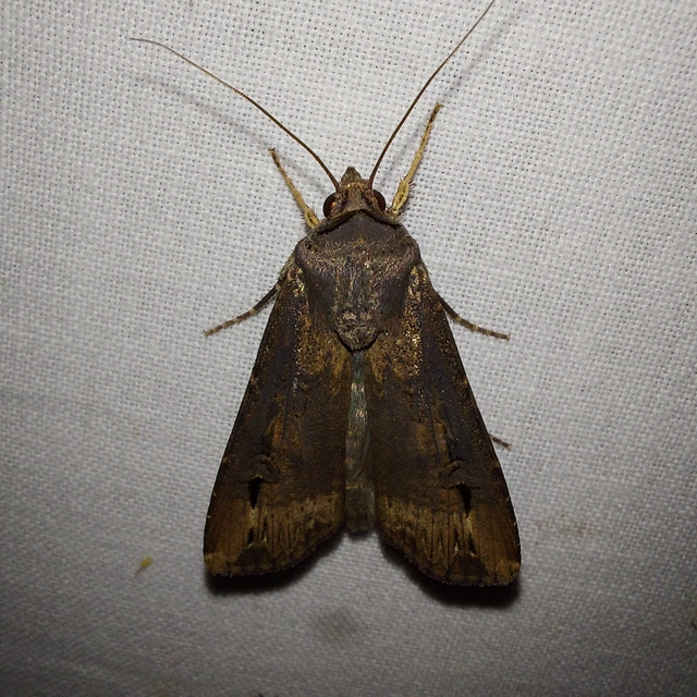 Agrotis ipsilon - nagy földibagoly