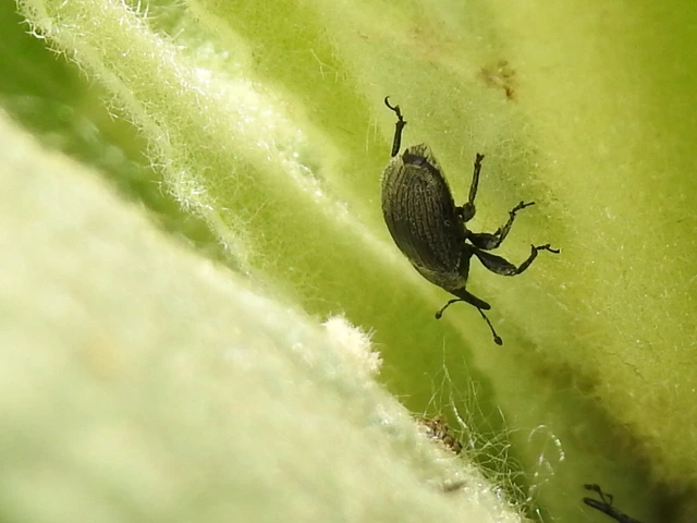 Rhinusa tetra - magtoklakó ökörfarkkóró-ormányos