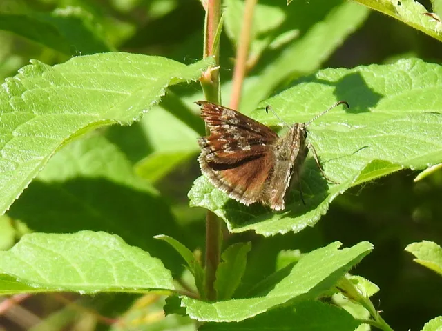 Erynnis tages - cigánylepke