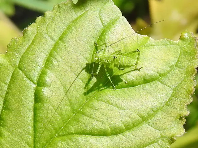 Leptophyes albovittata - közönséges virágszöcske