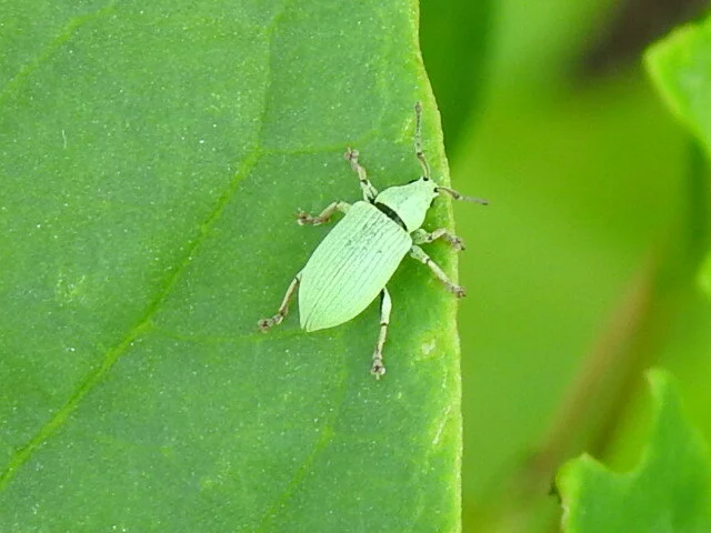 Phyllobius virideaeris - halványzöld levélormányos