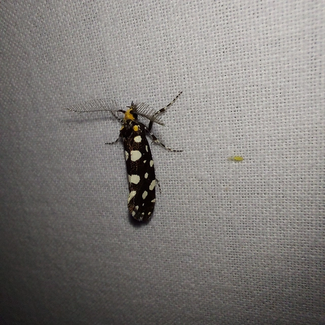 Euplocamus anthracinalis - fésűscsápú korhadékmoly