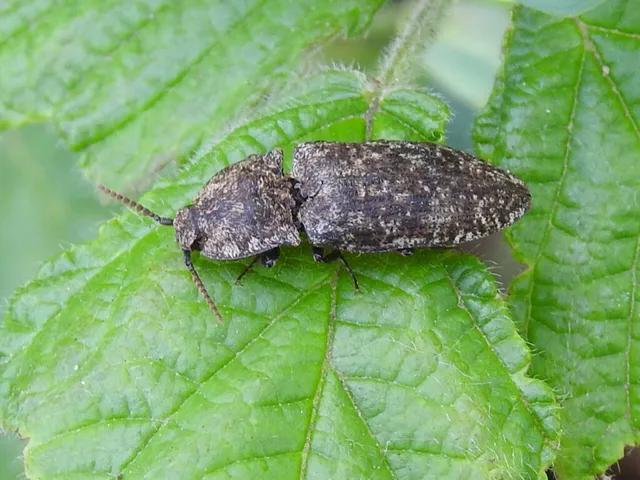 Agrypnus murinus - egérszínű pikkelyespattanó